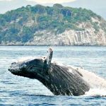 Las ballenas visitan Guayabitos.
